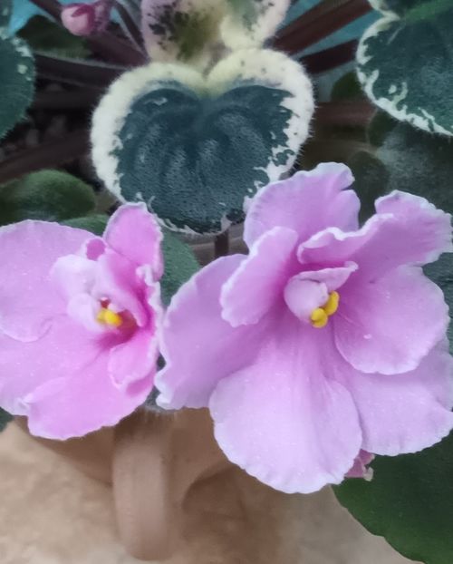 Mac s Second Thoughts - PORTRETE