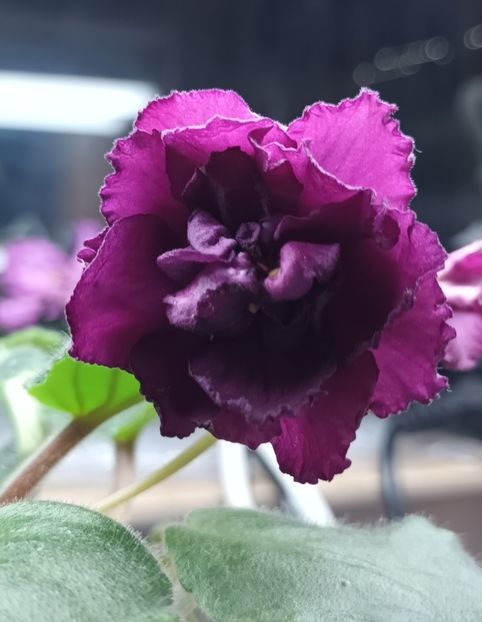 LE Kaberne - PORTRETE