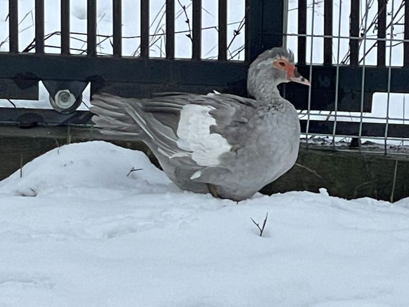 Argenta - 0001 matca 2023