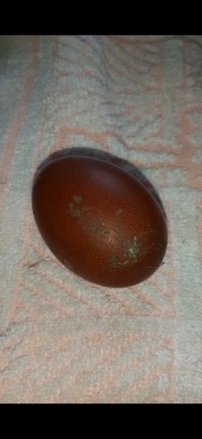 Primul ou de Marans de la fetele 2022 - 2023 Marans Negru Arămiu