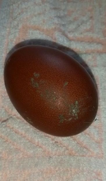 Primul ou de la puicuțele 2022 - 2023 Marans Negru Arămiu