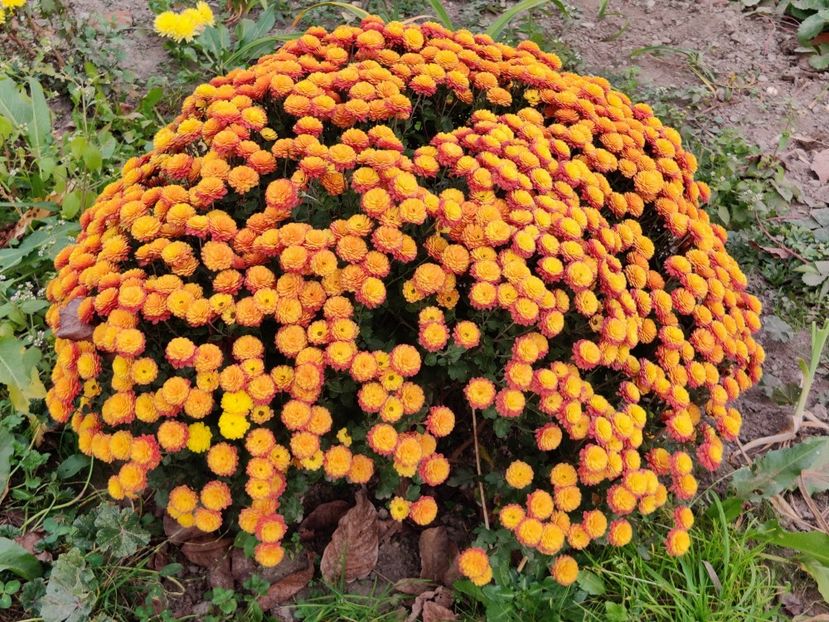  - Tufanele si crizanteme