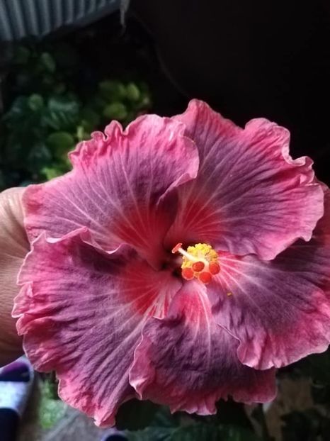  - Hibiscus Purple Pashmina
