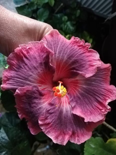  - Hibiscus Purple Pashmina