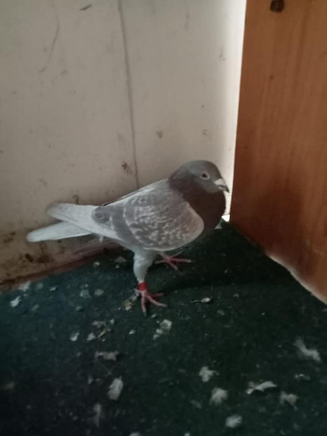  - Porumbei vanduti 2