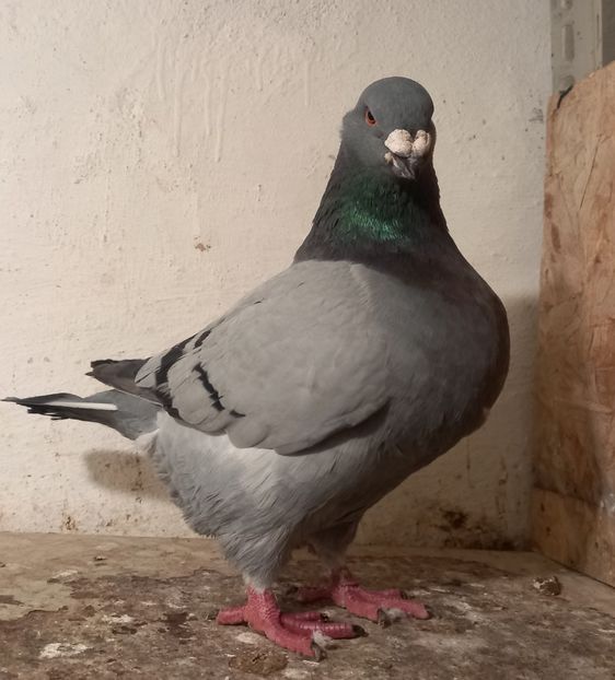 Mascul 2022 senza anello è becco deviato regalo Bertoldo Faustino - Porumbei vânduti 2023