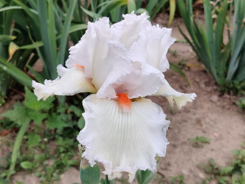 Any sundae - Iris germanica_barbosi