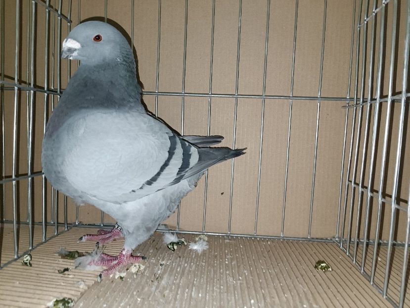 WhatsApp Image 2023-01-16 at 15.03.44 - EXPOZIȚIE CLUB CAGHR 2023