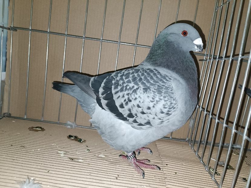 WhatsApp Image 2023-01-16 at 15.03.48 - EXPOZIȚIE CLUB CAGHR 2023