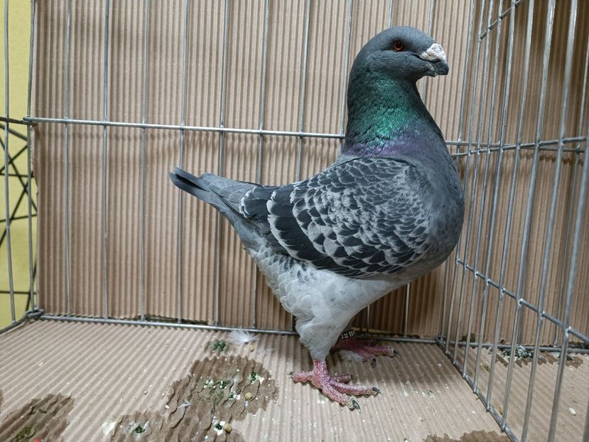 WhatsApp Image 2023-01-16 at 15.03.49 (1) - EXPOZIȚIE CLUB CAGHR 2023