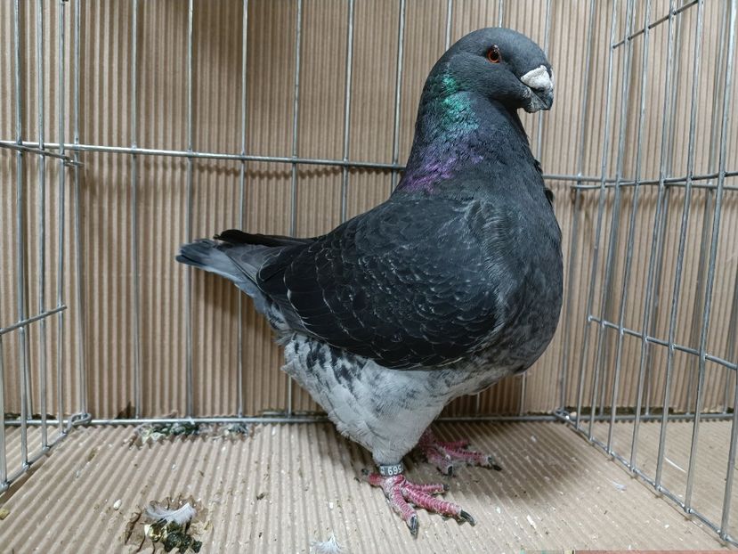 WhatsApp Image 2023-01-16 at 15.06.10 - EXPOZIȚIE CLUB CAGHR 2023