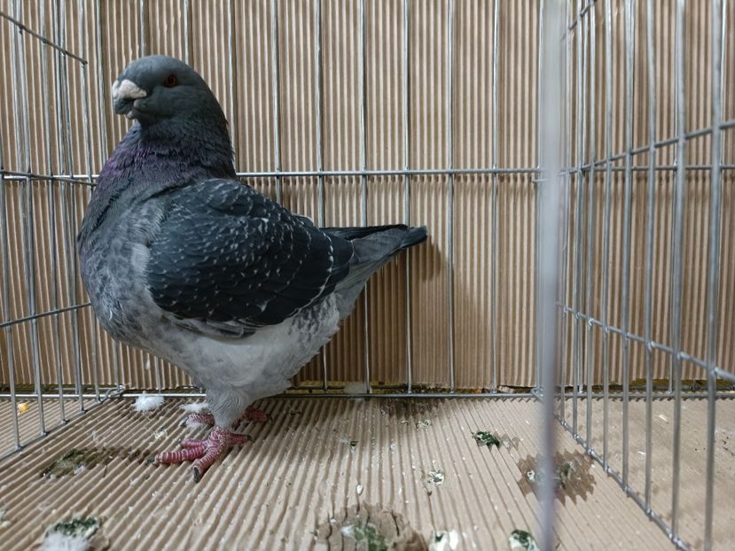 WhatsApp Image 2023-01-16 at 15.06.16 (1) - EXPOZIȚIE CLUB CAGHR 2023