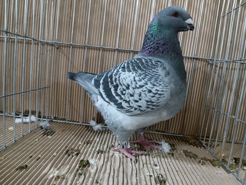 WhatsApp Image 2023-01-16 at 15.06.29 - EXPOZIȚIE CLUB CAGHR 2023