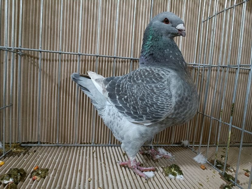 WhatsApp Image 2023-01-16 at 15.06.54 - EXPOZIȚIE CLUB CAGHR 2023