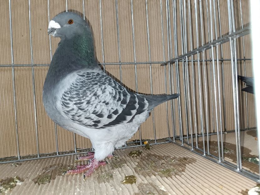 WhatsApp Image 2023-01-16 at 15.08.41 - EXPOZIȚIE CLUB CAGHR 2023