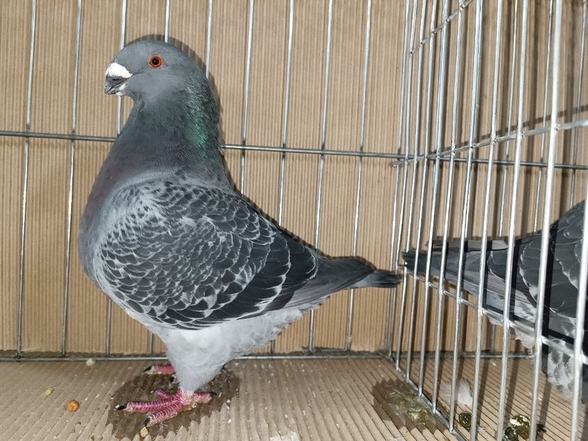 WhatsApp Image 2023-01-16 at 15.09.25 - EXPOZIȚIE CLUB CAGHR 2023