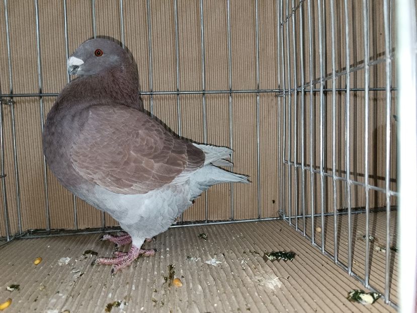 WhatsApp Image 2023-01-16 at 15.09.53 - EXPOZIȚIE CLUB CAGHR 2023