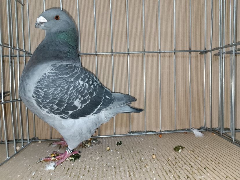 WhatsApp Image 2023-01-16 at 15.10.19 - EXPOZIȚIE CLUB CAGHR 2023