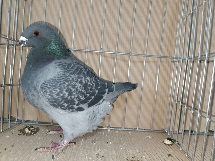 WhatsApp Image 2023-01-16 at 15.12.03 - EXPOZIȚIE CLUB CAGHR 2023