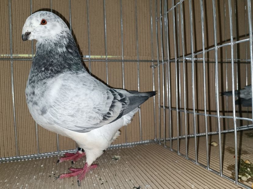 WhatsApp Image 2023-01-16 at 15.12.29 - EXPOZIȚIE CLUB CAGHR 2023