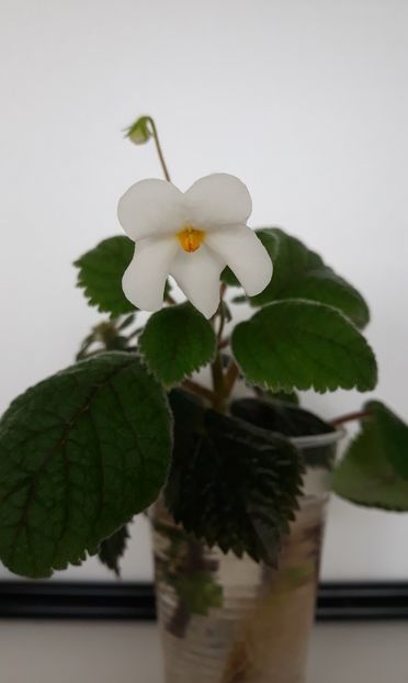  - 0001 2022 - Niphea oblonga