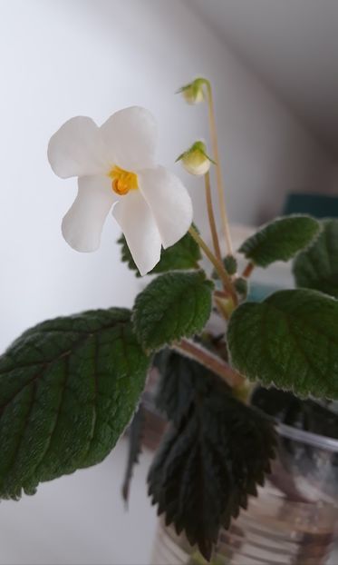  - 0001 2022 - Niphea oblonga