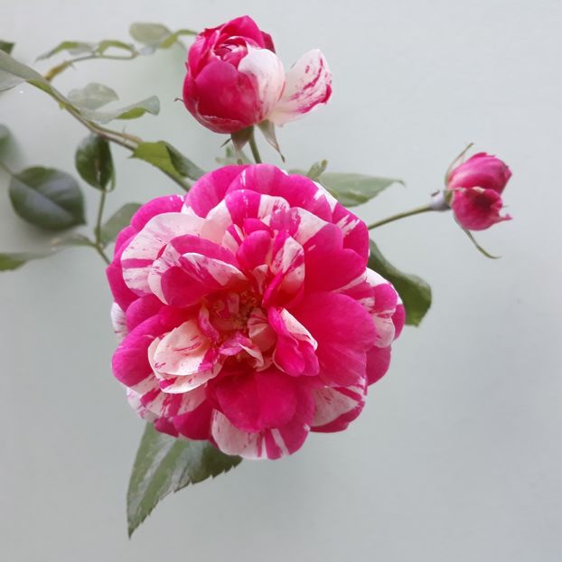 Twist 2022 - TRANDAFIRI