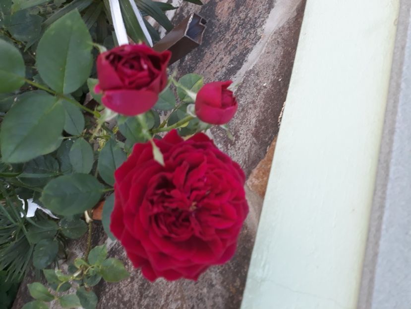 The Prince - TRANDAFIRI