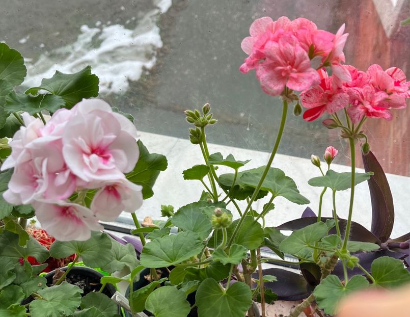 9C480BA0-6CF3-4CB9-861C-BB5131731ED9 - Muscate