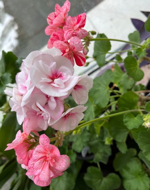 92FC4AFD-1C71-41FD-9BEF-741BF4CB8F9A - Muscate