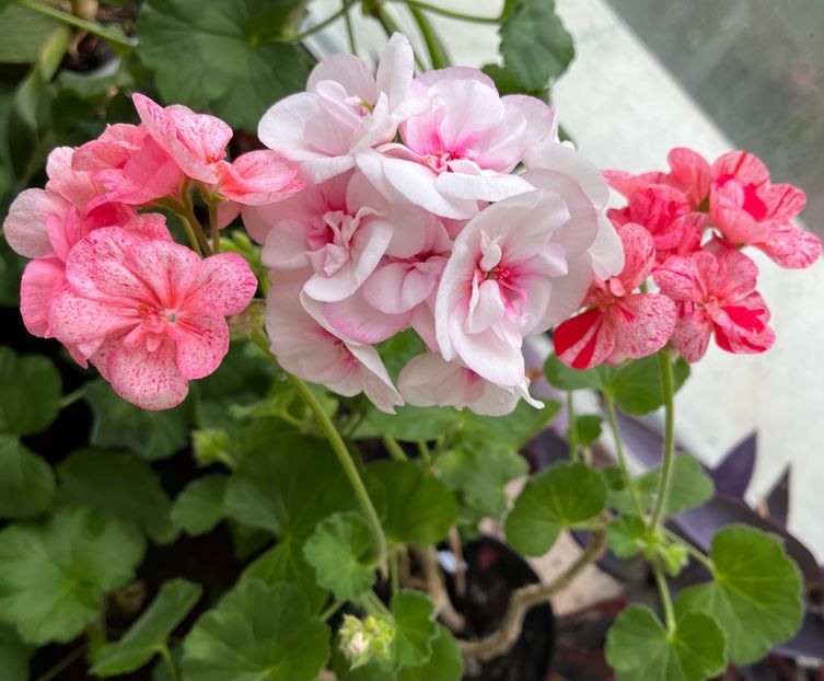 51F6A425-5A84-432B-A1D6-5DBDB6FE7FCD - Muscate