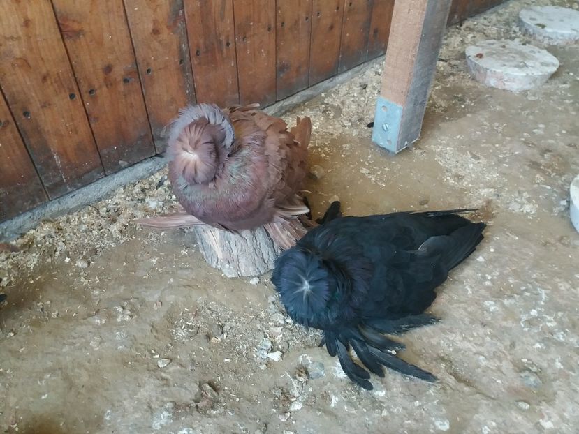  - L-Tobosari de Buhara