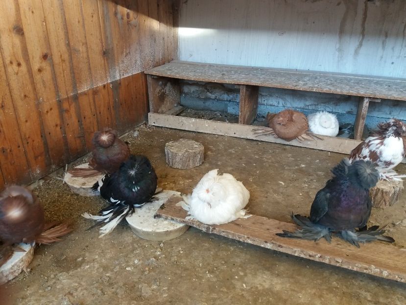  - L-Tobosari de Buhara