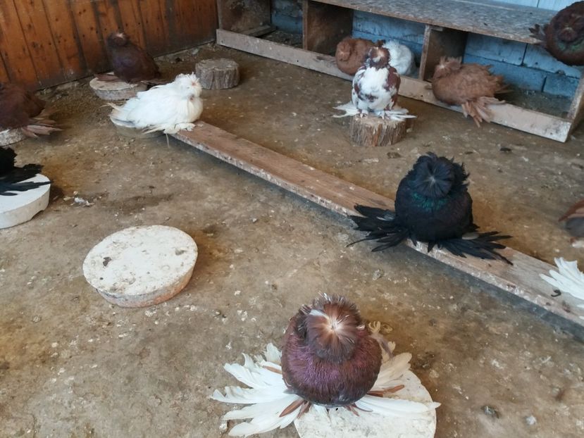  - L-Tobosari de Buhara