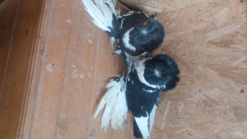  - L-Tobosari de Buhara