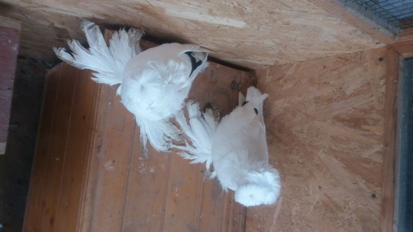  - L-Tobosari de Buhara