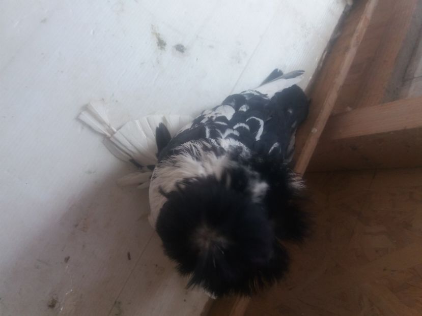  - L-Tobosari de Buhara