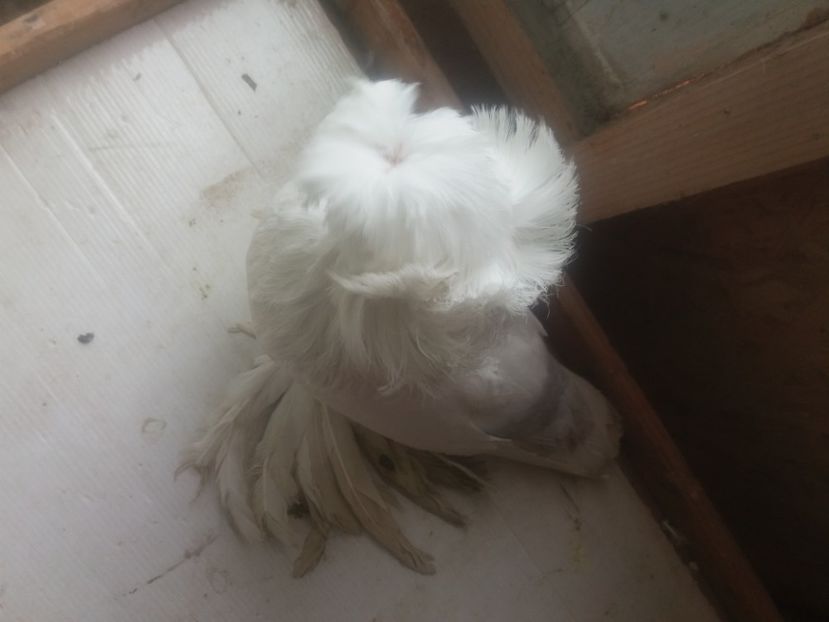  - L-Tobosari de Buhara