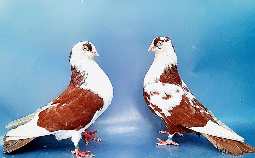 Perechea  48 - B - Perechi 2023