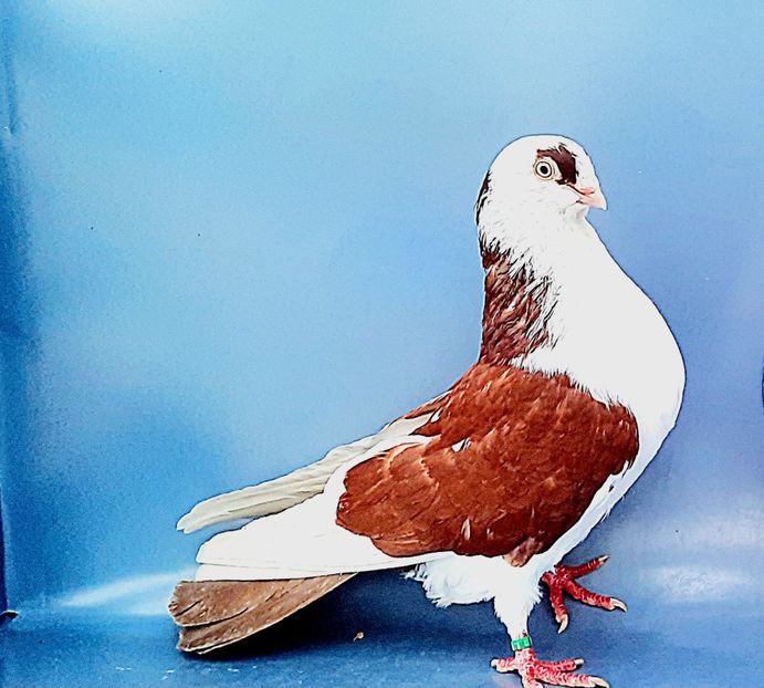 6978  mascul  2019 - Plecați ALBUM 4