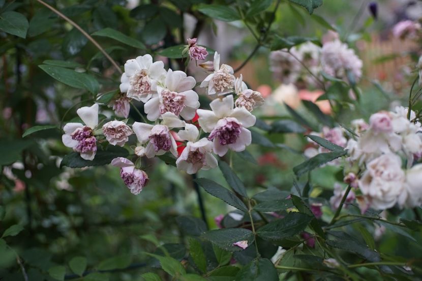  - Belle de Sardaigne