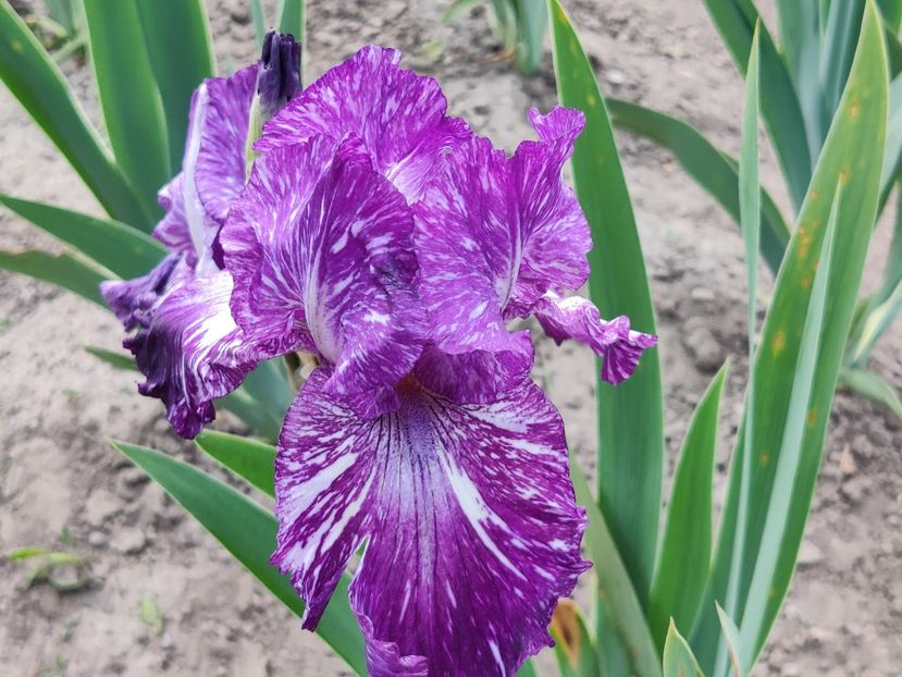 Batik - Irisi de frontiera_BB