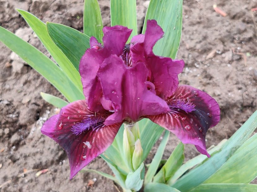 Cherry garden - Irisi pitici_SDB-MDB-MTB