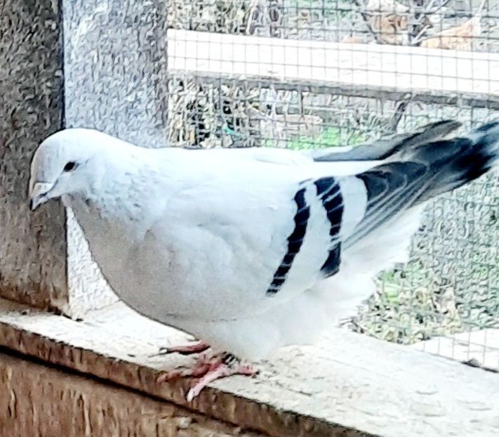  - FEMELE MATCĂ 2023