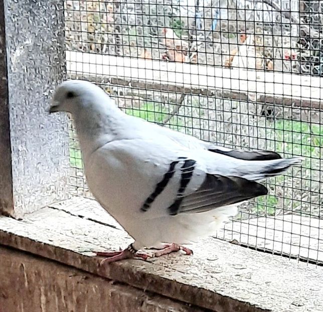  - FEMELE MATCĂ 2023