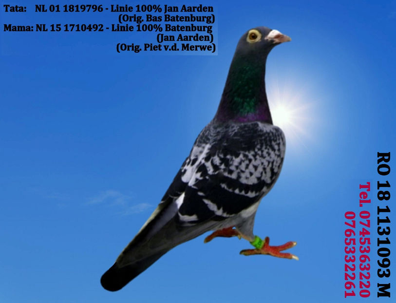 RO 18 1131093 M Pret 150 Lei +  transportul - ARHIVA