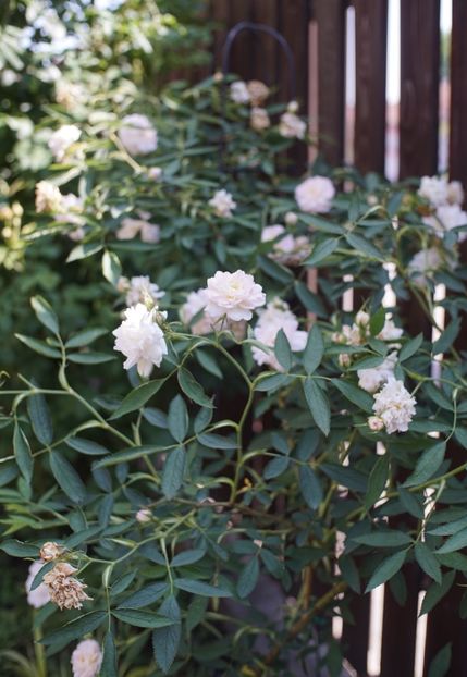  - Rosa alba cymbaefolia