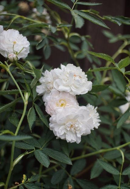  - Rosa alba cymbaefolia