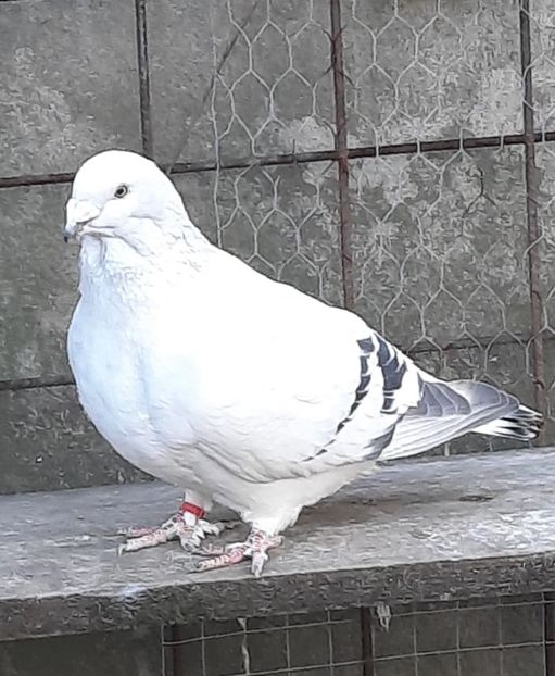  - FEMELE MATCĂ 2023