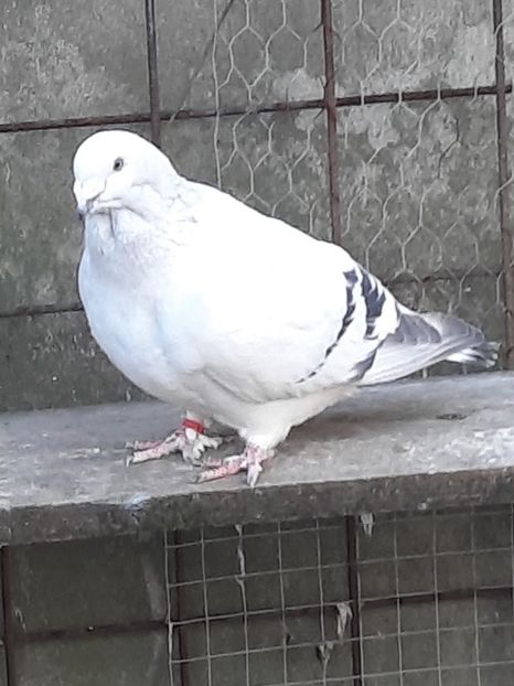  - FEMELE MATCĂ 2023